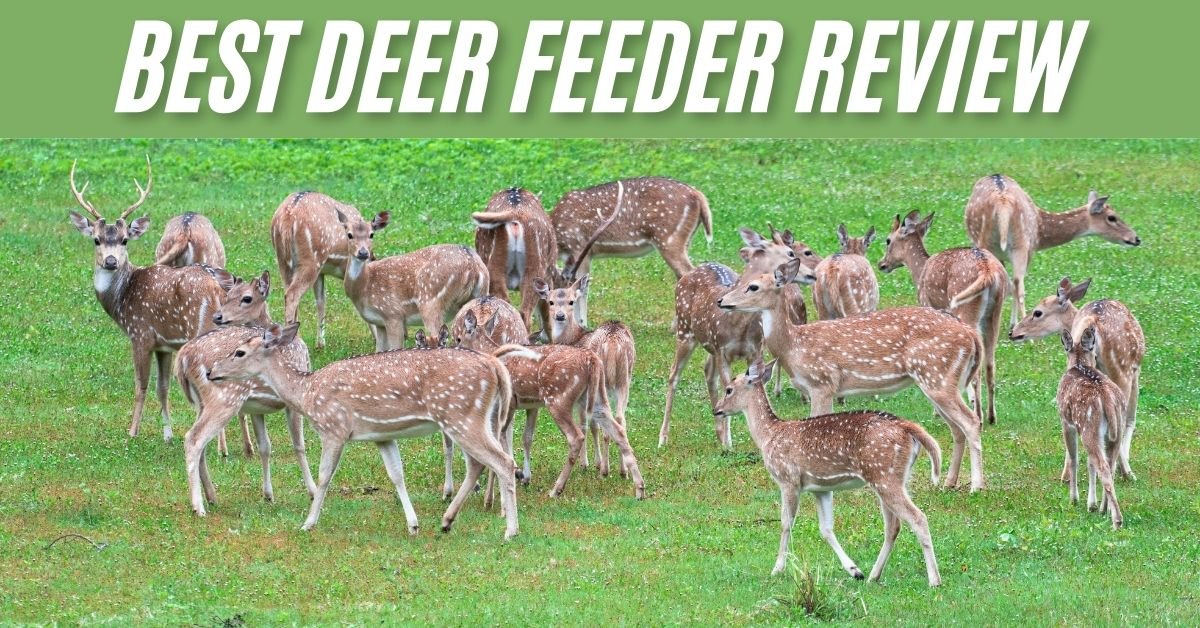 Best Deer Feeder 2024