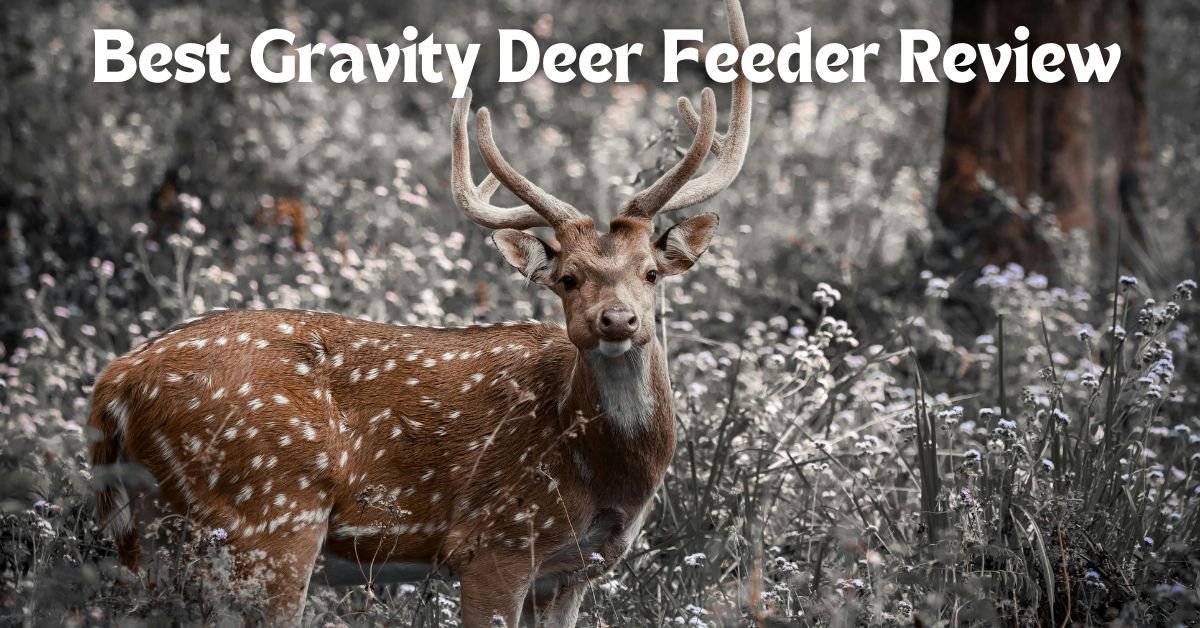 Best Gravity Deer Feeder Review